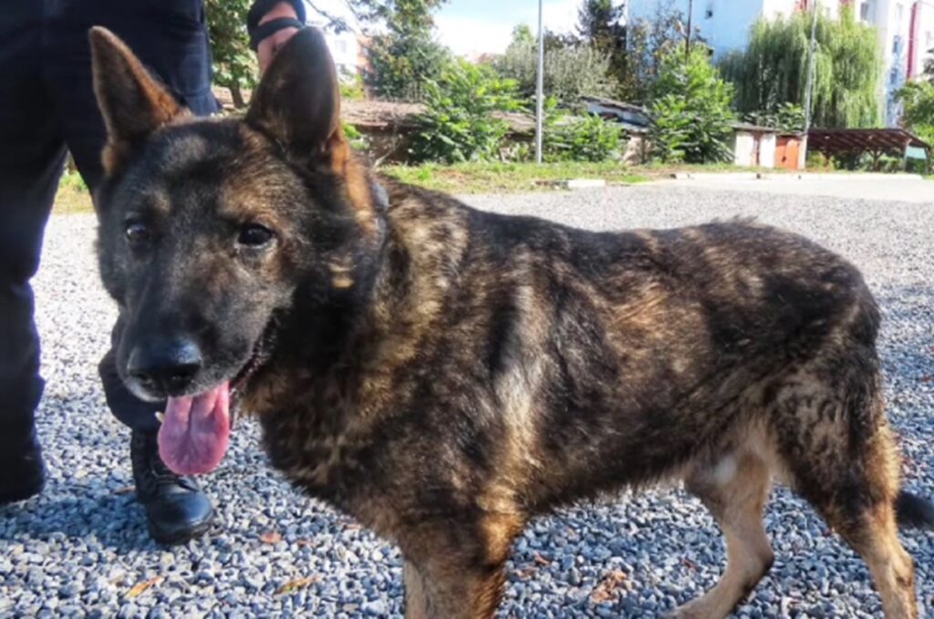 Luc, un câine lup ciobănesc german care a servit cu devotament Jandarmeria Română, este retras. El își caută o nouă familie