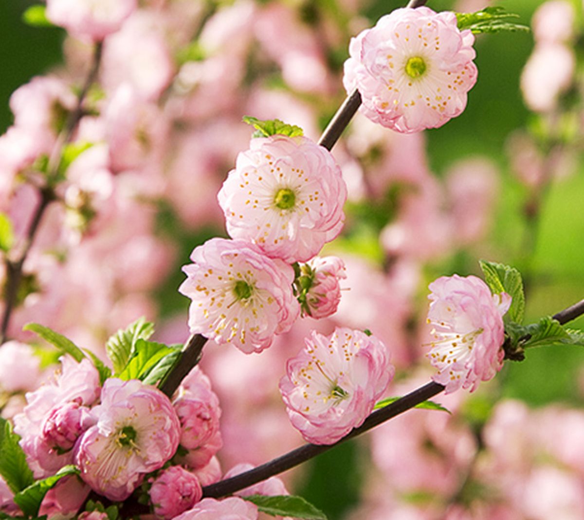 Cireșul japonez face fructe? Curiozități despre celebrul sakura