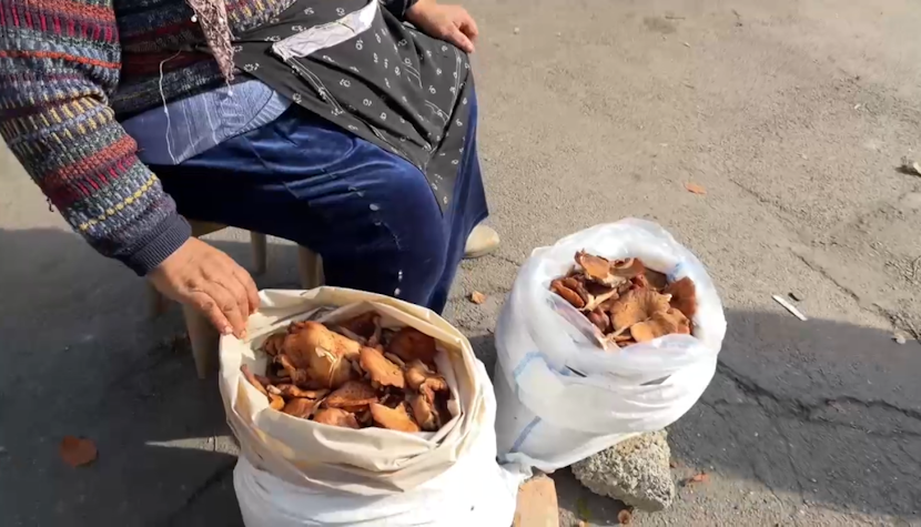 Trei frați din Iași au ajuns la spital după ce au mâncat ciuperci cumpărate din piață