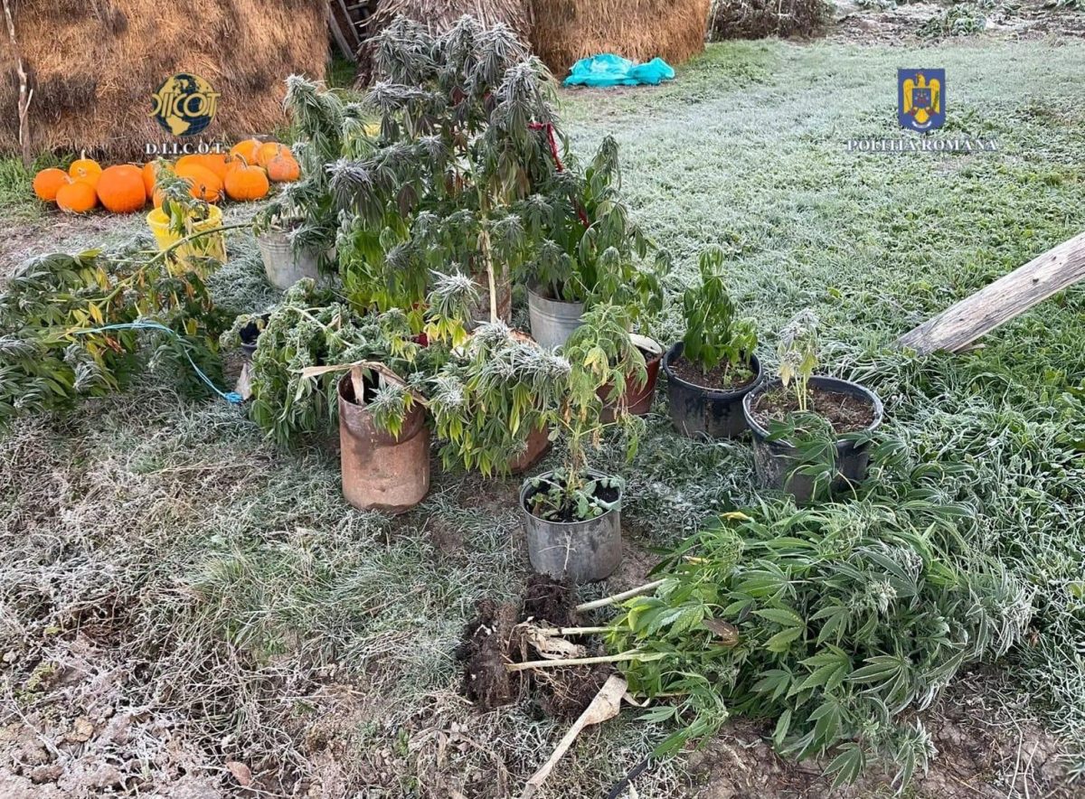 Toamnă la Iași: Cannabis printre dovleci și porumb. Mascații au adunat recolta – FOTO