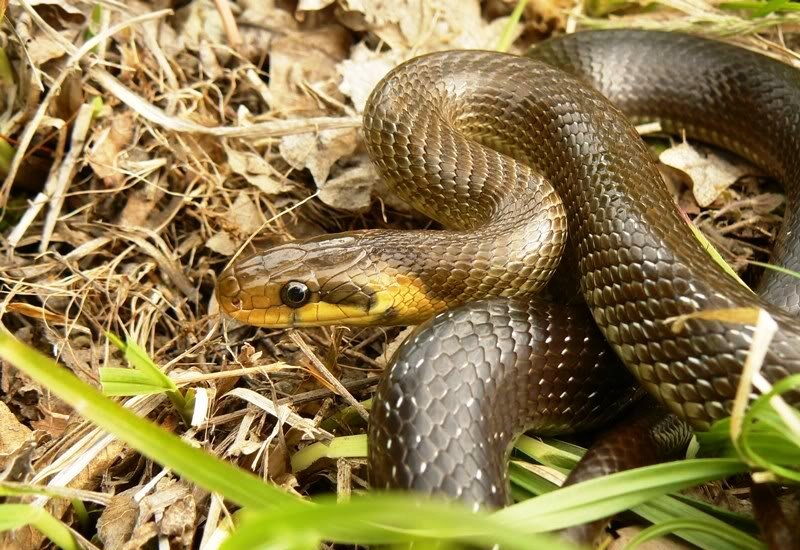 Invazie de șerpi pe străzile acestui oraș! Reptilele ajung până la 2.5 metri