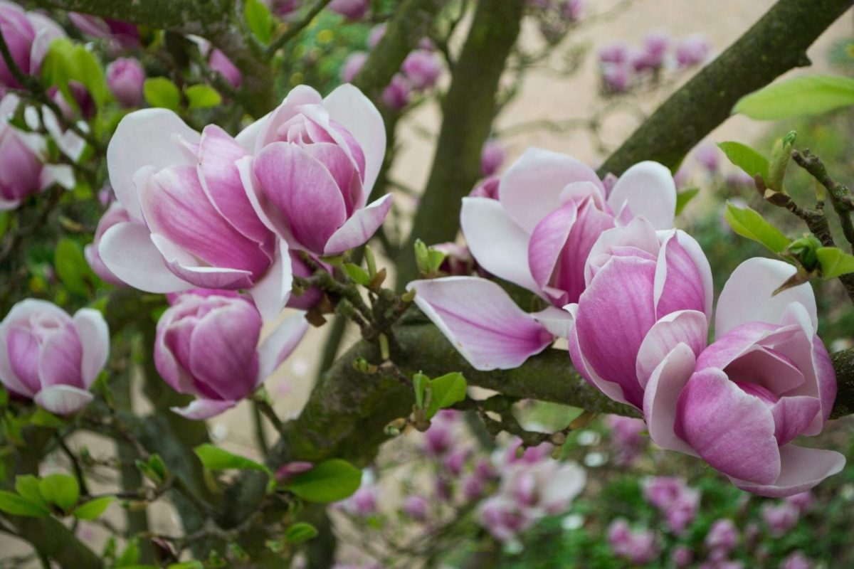 Magnolia, copacul cu origini misterioase care îți va schimba grădina pentru totdeauna!
