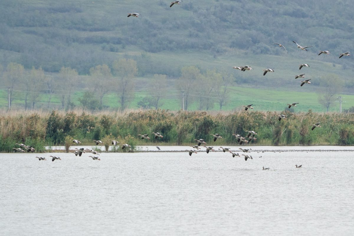 Migrația de toamnă a păsărilor în Delta Moldovei confirmă statutul de sit RAMSAR