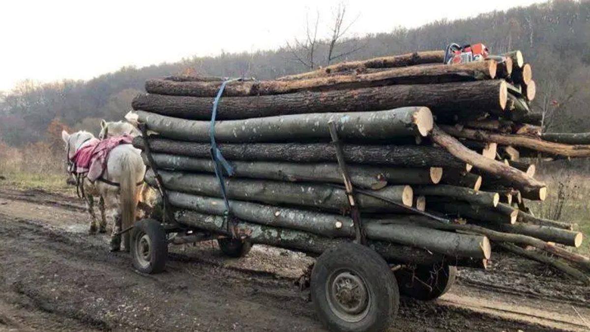 Direcția Silvică Iași a vândut 4.500 de metri cubi de lemn de foc, în ultimele două luni. Prețul a crescut în 2024