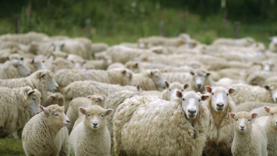 Cel mai mare crescător de ovine din România a fost arestat. Acuzații de la Parchetul European