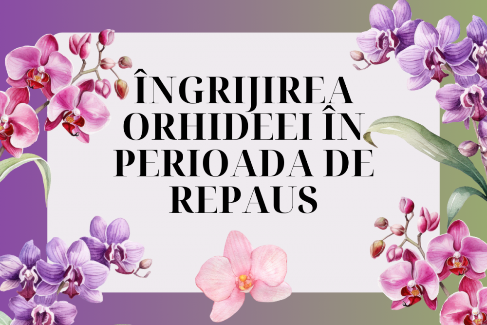 Îngrijirea orhideei în perioada de repaus