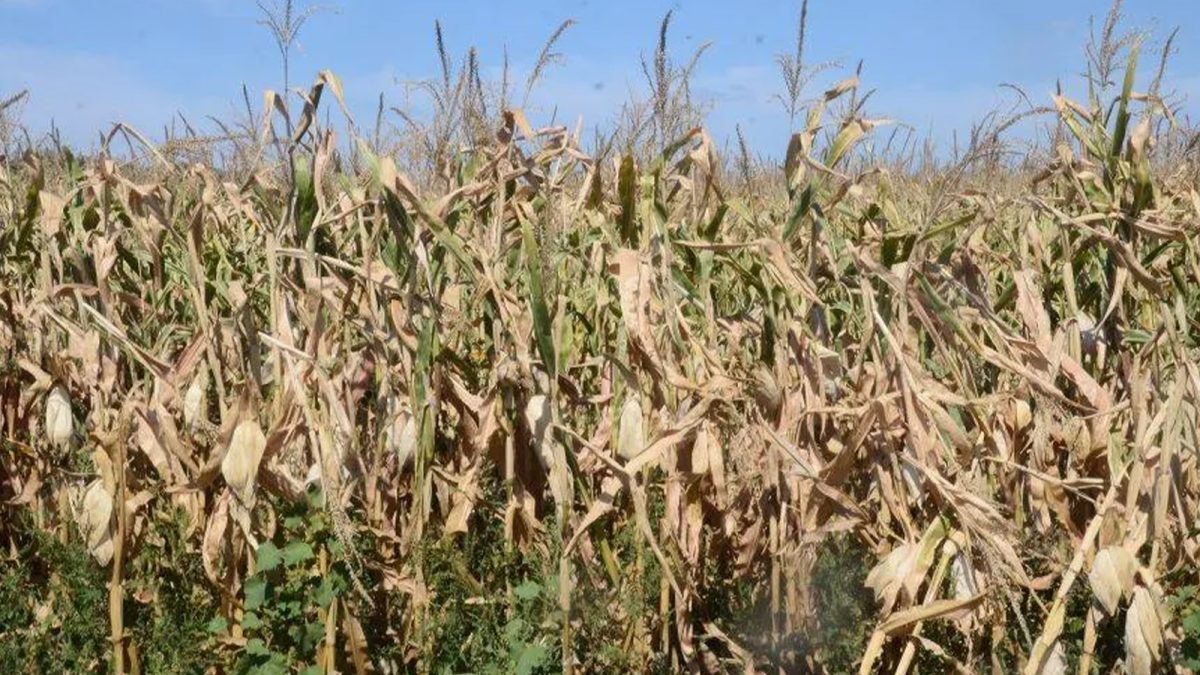 A început depunerea cererilor pentru despăgubirile de secetă, la Iași. Documentele se depun la Direcția Agricolă
