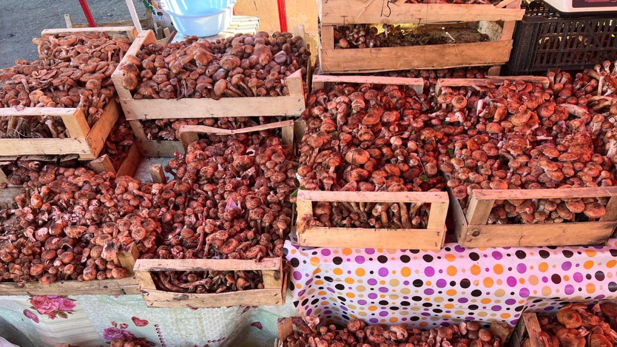 Vânzătorii de ciuperci au acaparat piețele din Iași. Prețuri de până la 50 de lei pe kilogramul de hribi