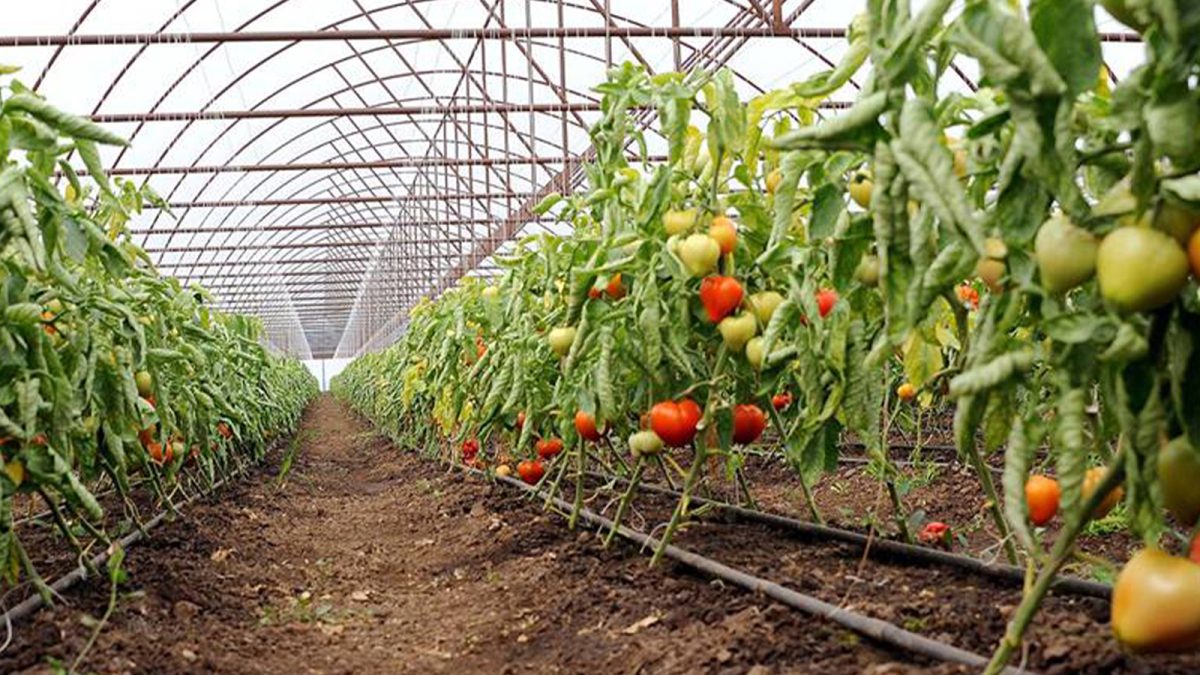 Direcția Agricolă Iași a virat tranșa a doua, în cuantum de 1,1 milioane de lei, către beneficiarii programului Tomata