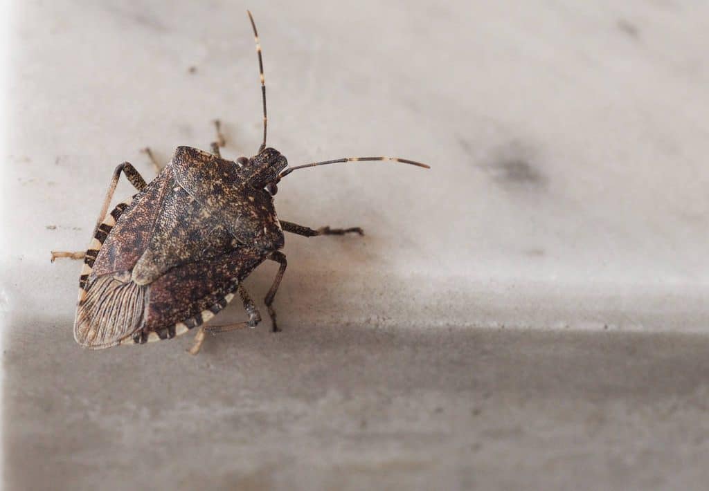 Insecta care a invadat locuințele din România! Iată cum scăpăm de gândacii urât mirositori