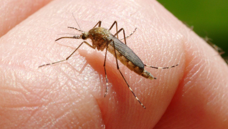 Noi cazuri de infectare cu West Nile şi un deces, în ultima săptămână. Ce spun specialiștii