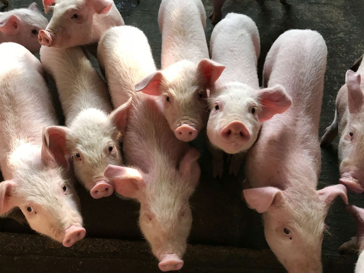 Unde se face Evomec la porci? Tot ce trebuie să știe orice fermier