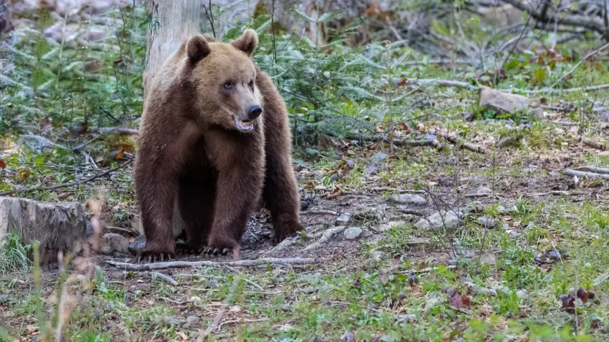 S-a dat alerta la Suceava! Un bărbat de 54 de ani a fost mușcat de urs