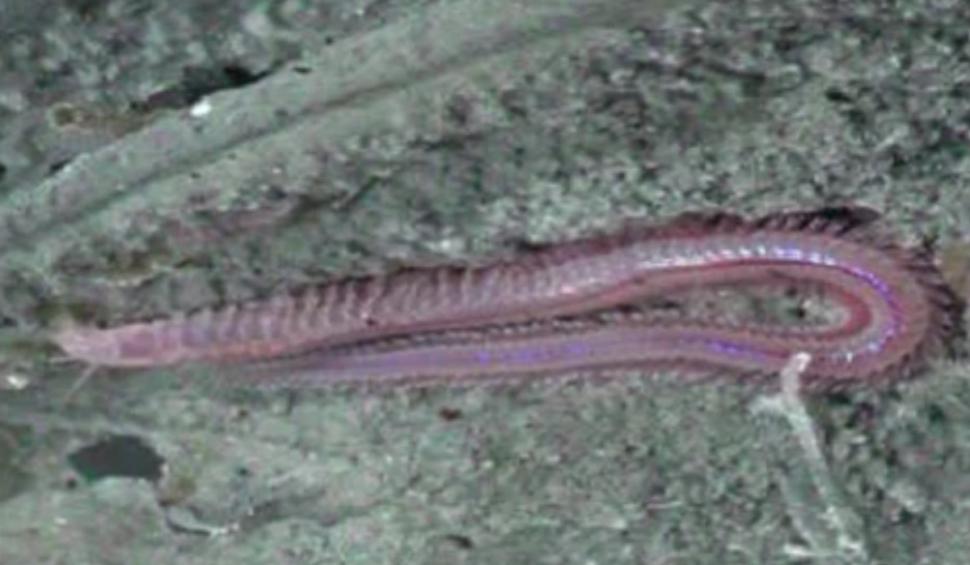 Viermi giganţi au fost descoperiți de cercetători sub scoarţa terestră, pe fundul oceanelor