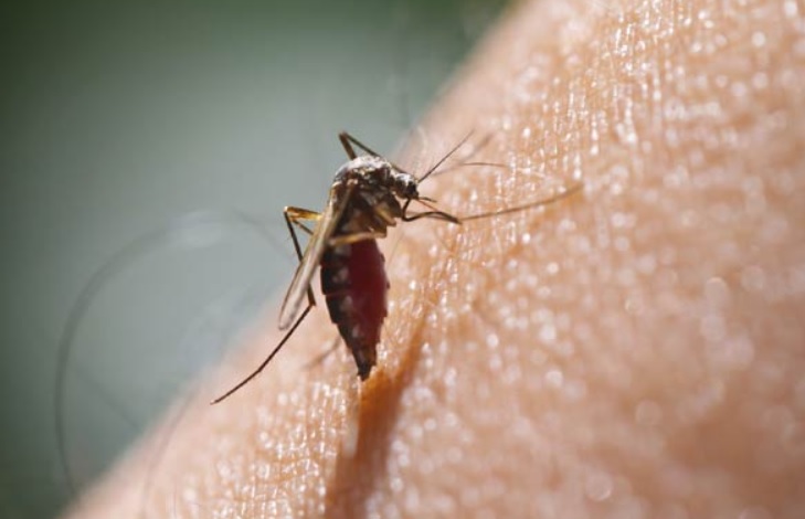 Ce este și cum se transmite virusul Zika? Iată cât de periculoasă poate deveni o singură mutație!