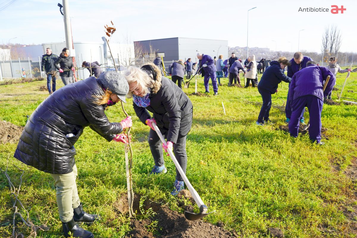 Angajații Antibiotice au plantat 500 de arbori