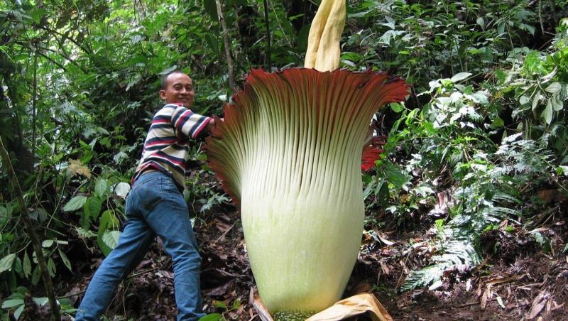 A înflorit „Planta cadavru”! A ce miroase și dacă reprezintă un semn