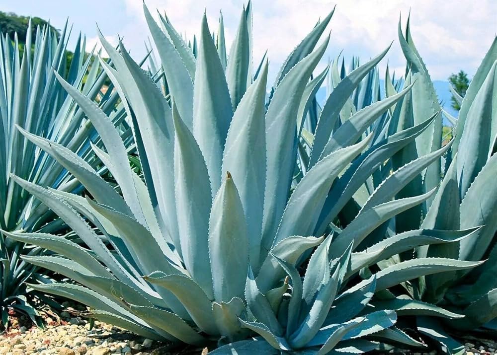 Agave. Ce beneficii are planta și în ce o poți utiliza