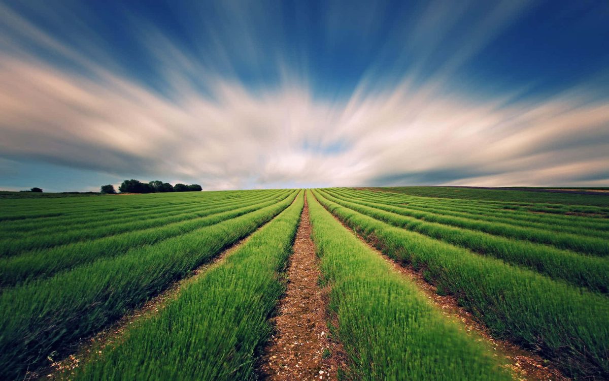 Ce loc ocupă România în domeniul agricol din UE. Analiza care pune țara noastră în lumină
