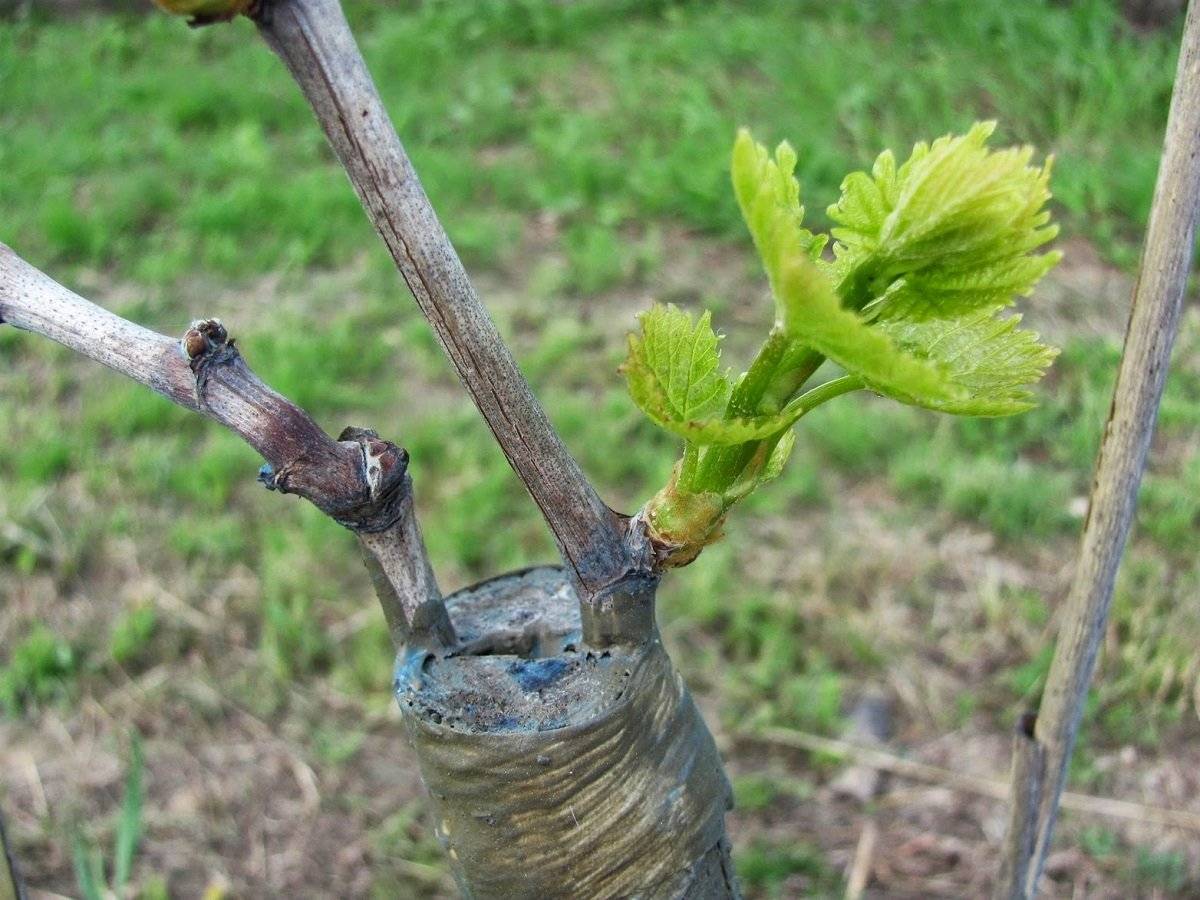 Cum se face altoirea viței-de-vie? Secretul prin care poți avea cei mai frumoși struguri