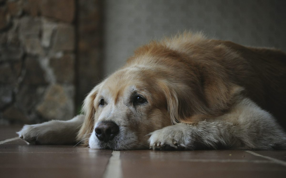 Cum îți dai seama dacă câinele suferă de anxietate! Care sunt cauzele și cum îl poți ajuta