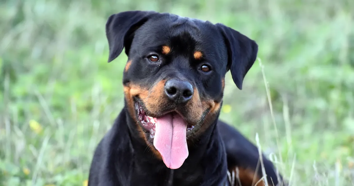 Câinele Rottweiler – cât de periculos este și cum se îngrijește