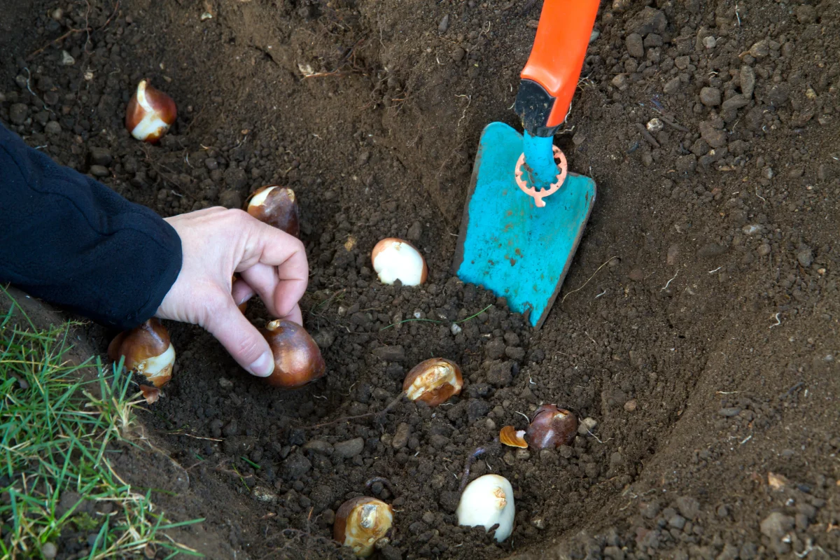 Când se plantează lalelele? Cum să ai cele mai frumoase și sănătoase flori