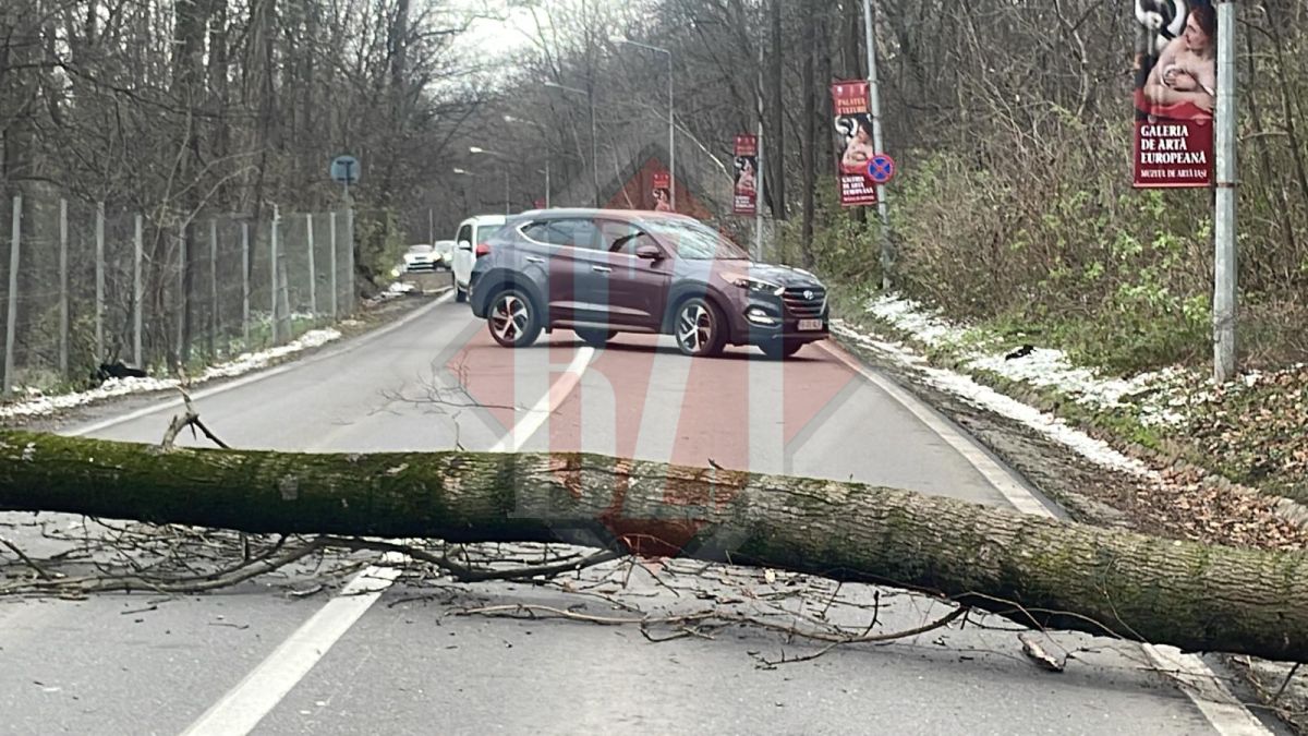 Trafic blocat la Ciric. Un arbore a căzut pe carosabil