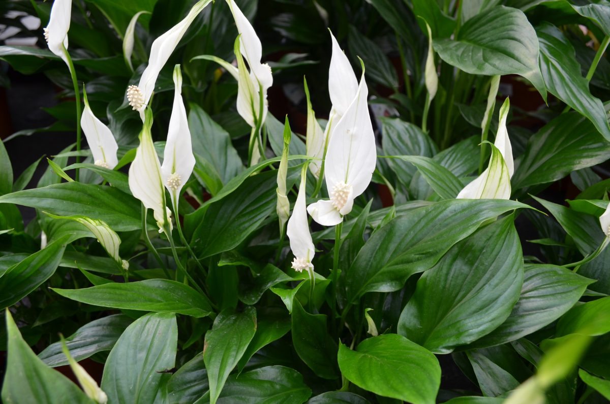 Plantele care previn mucegaiul și purifică aerul! Soluții naturale pentru iarna aceasta