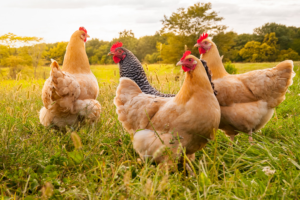 Secretul neștiut de mulți! Cum să crești producția de ouă la găini folosind un ingredient pe care îl ai în bucătărie