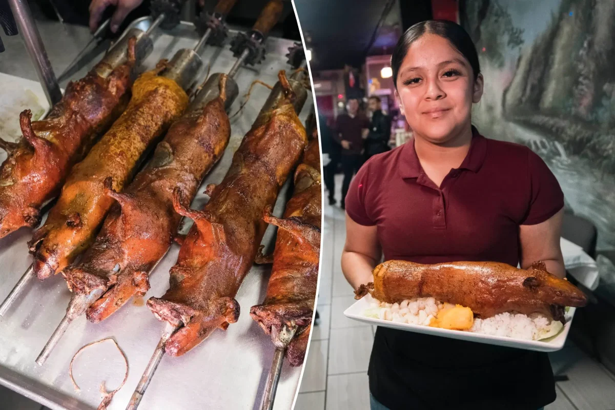 Ai curajul să încerci această delicatesă? Porcușor de Guineea la grătar, noua vedetă culinară: „Este mai bun decât puiul”
