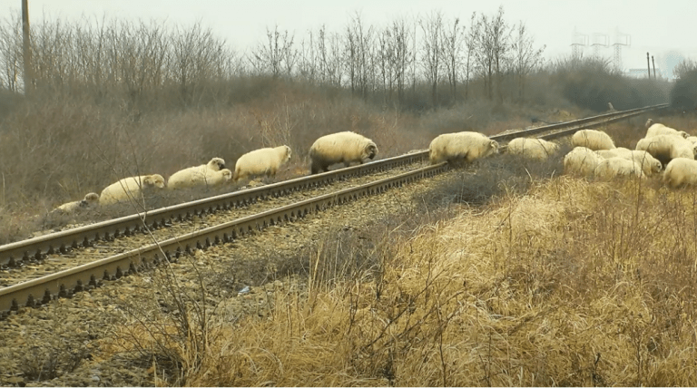 Incident pe ruta Iași-Timișoara: Un tren a lovit o turmă de oi pe șine – UPDATE