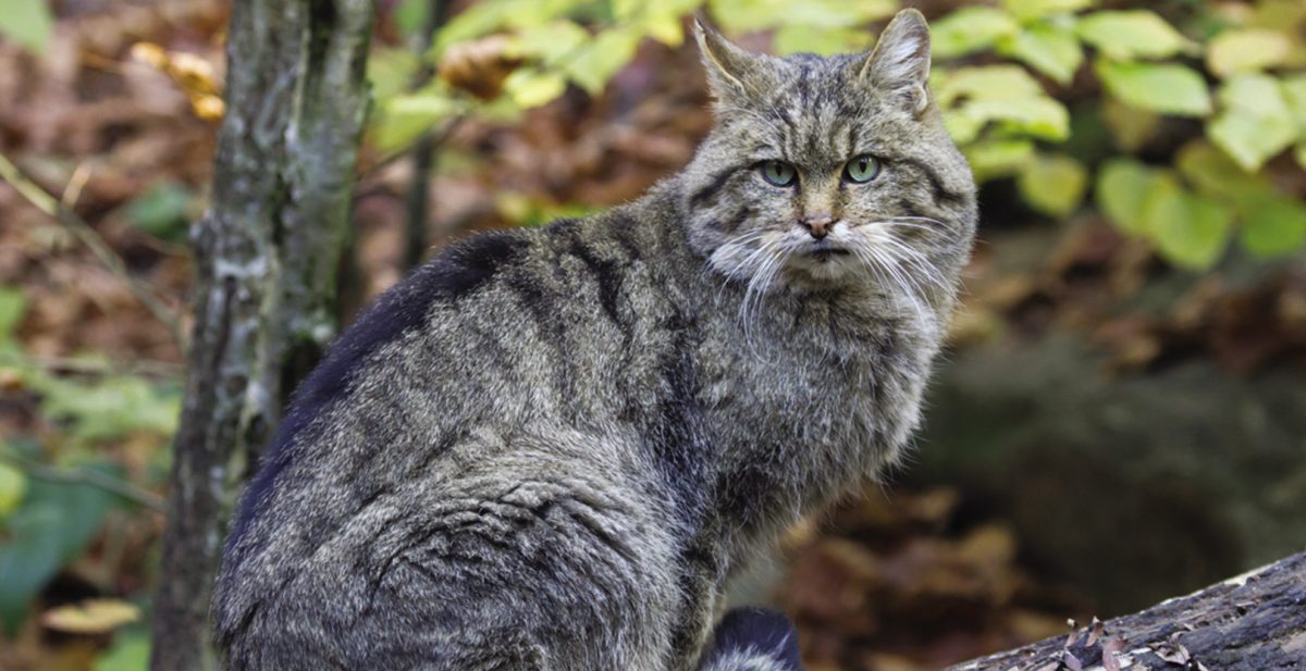Cum au apărut pisicile! Nimeni nu știe cu adevărat istoria felinelor