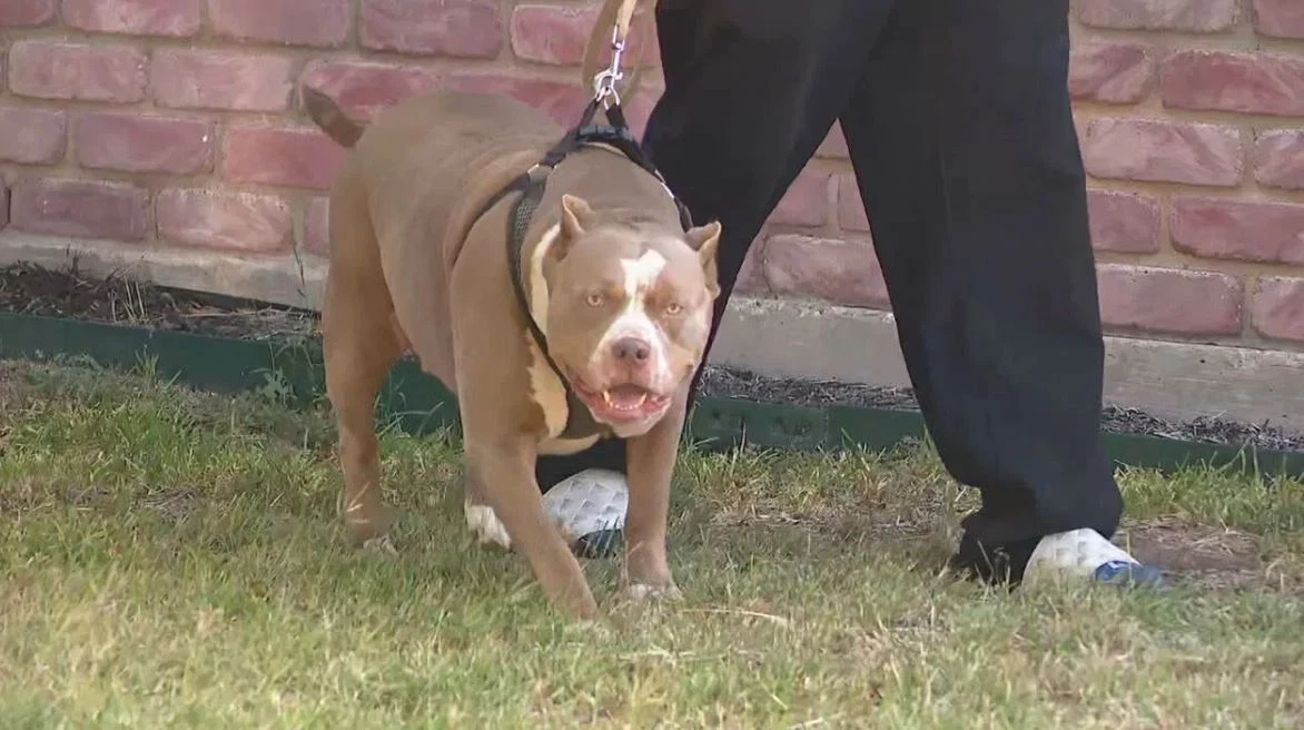 Teroare în familie: O femeie de 73 de ani a fost ucisă de propriul pitbull 
