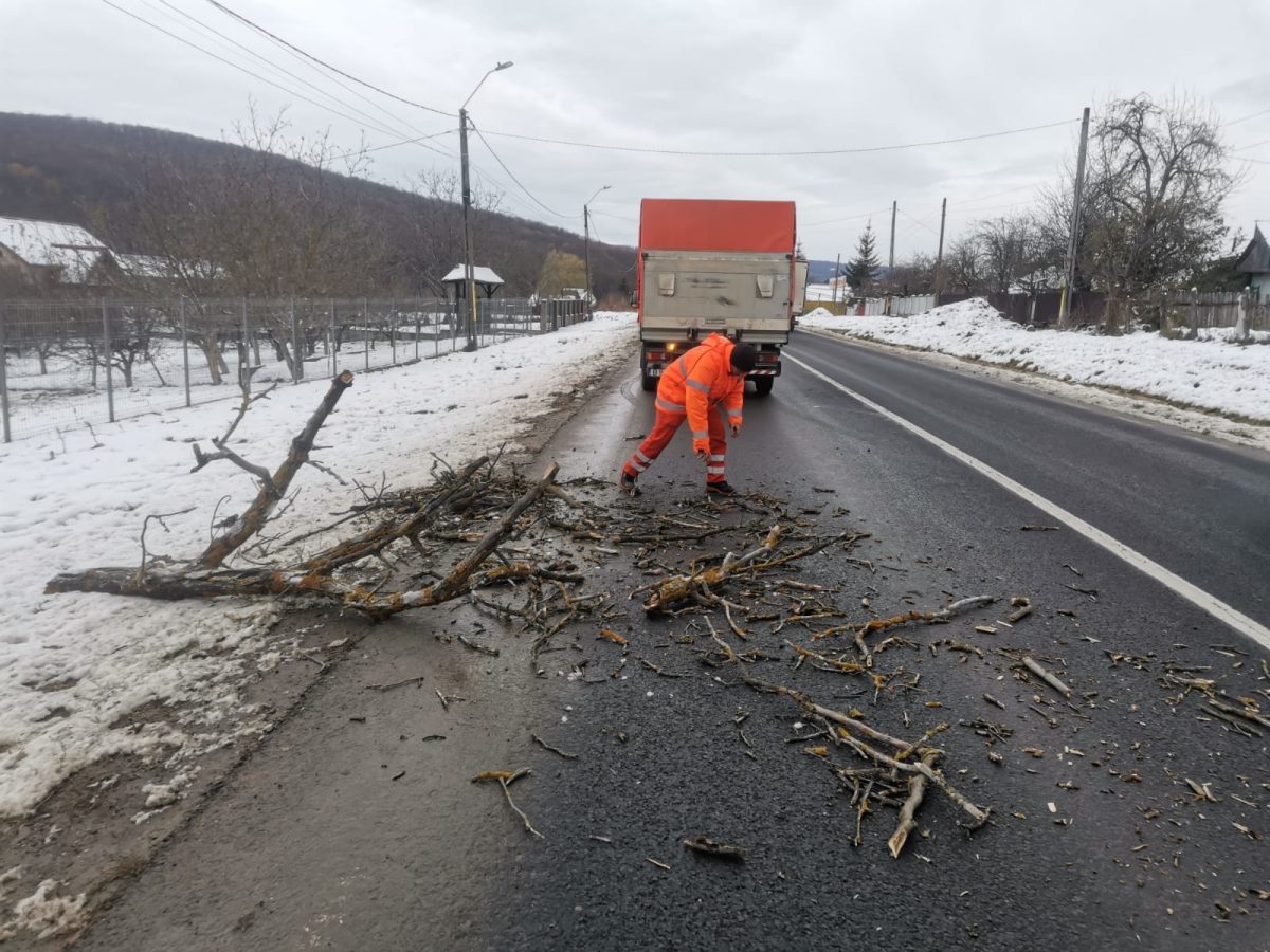 Resturi arboricole, îndepărtate de pe carosabil în zona Poieni
