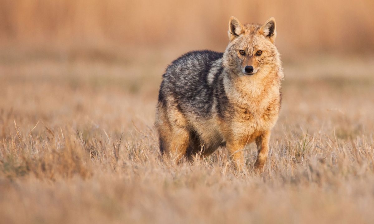 Întâlnim șacalul în România? Unde apare sălbaticul animal