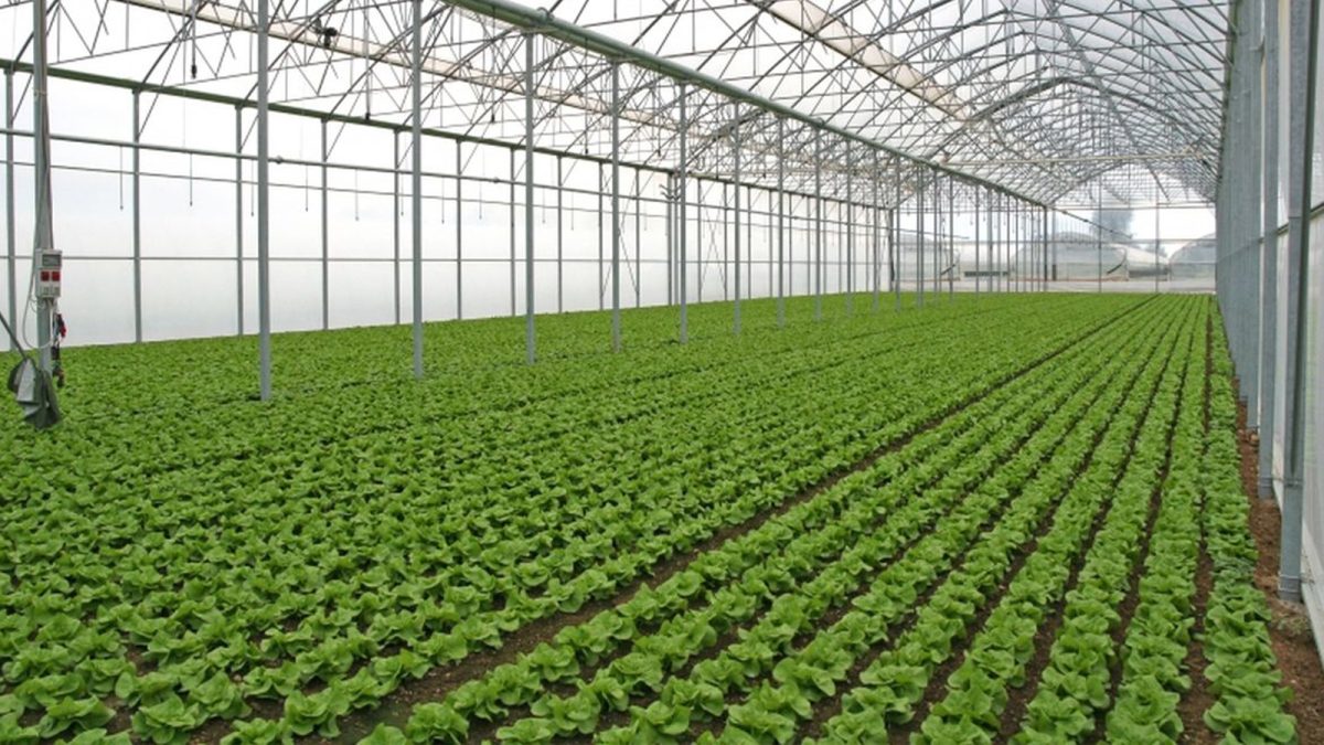 Producătorii din Iași mai au la dispoziție 10 zile să depună documentele la Direcția Agricolă