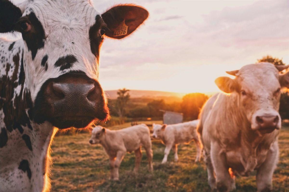 Alte animale infectate cu virusul gripei aviare! Zeci de vaci au murit sau au fost sacrificate