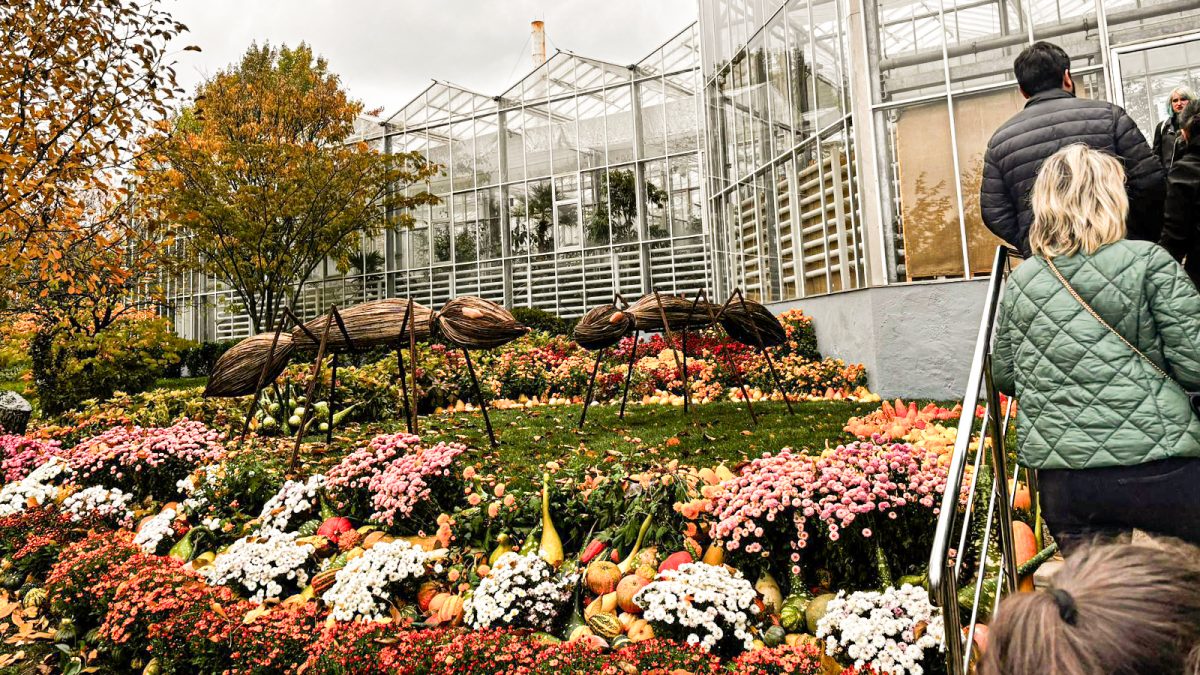 Zeci de mii de vizitatori, în prima săptămână, la expoziția „Flori de toamnă” de la Grădina Botanică din Iași