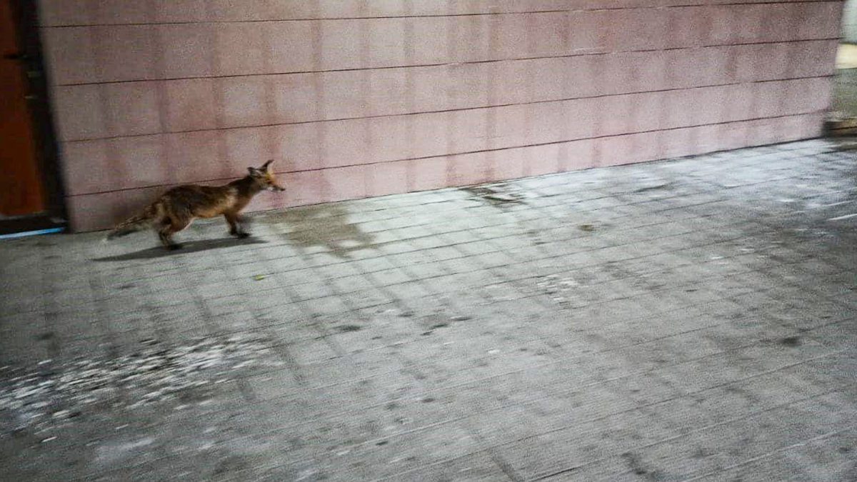 O vulpe a pus pe jar autoritățile din Iași, după ce a ajuns pe străzile din centrul orașului. Nimeni nu a reușit să prindă animalul periculos: „Poate să fie turbată”