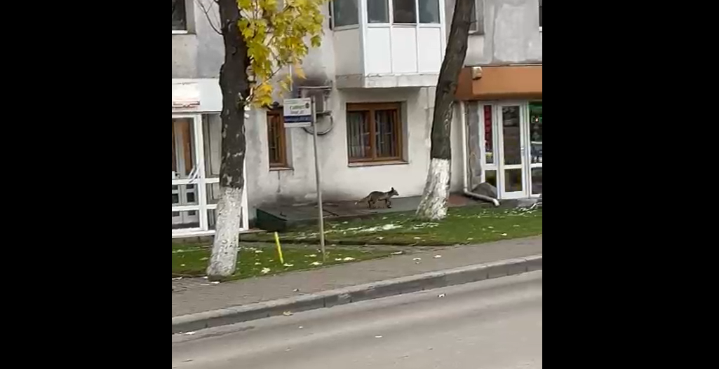 O vulpe, văzută în centrul Iașului. Animalul a fost surprins de trecători – UPDATE