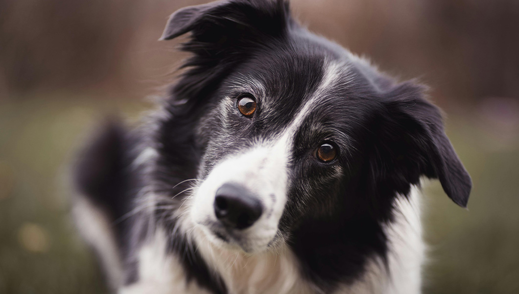 Etapele dezvoltării unui Border Collie și nevoile fiecărui stadiu