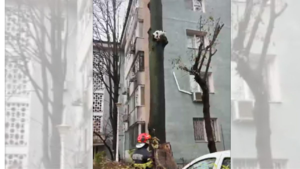 Salvări de animale în municipiul Iași, strada Ion Creanga. Intervine o autospecială de intervenție
