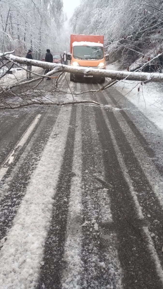 Arbore prăbușit pe DN 17B în județul Suceava, îndepărtat de echipele DRDP Iași