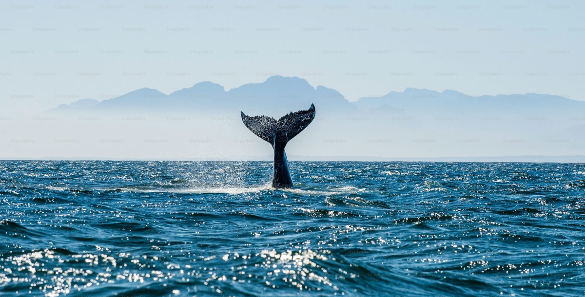 Animalul misterios care a traversat trei oceane! Călătoria incredibilă care i-a lăsat pe cercetători fără răspunsuri