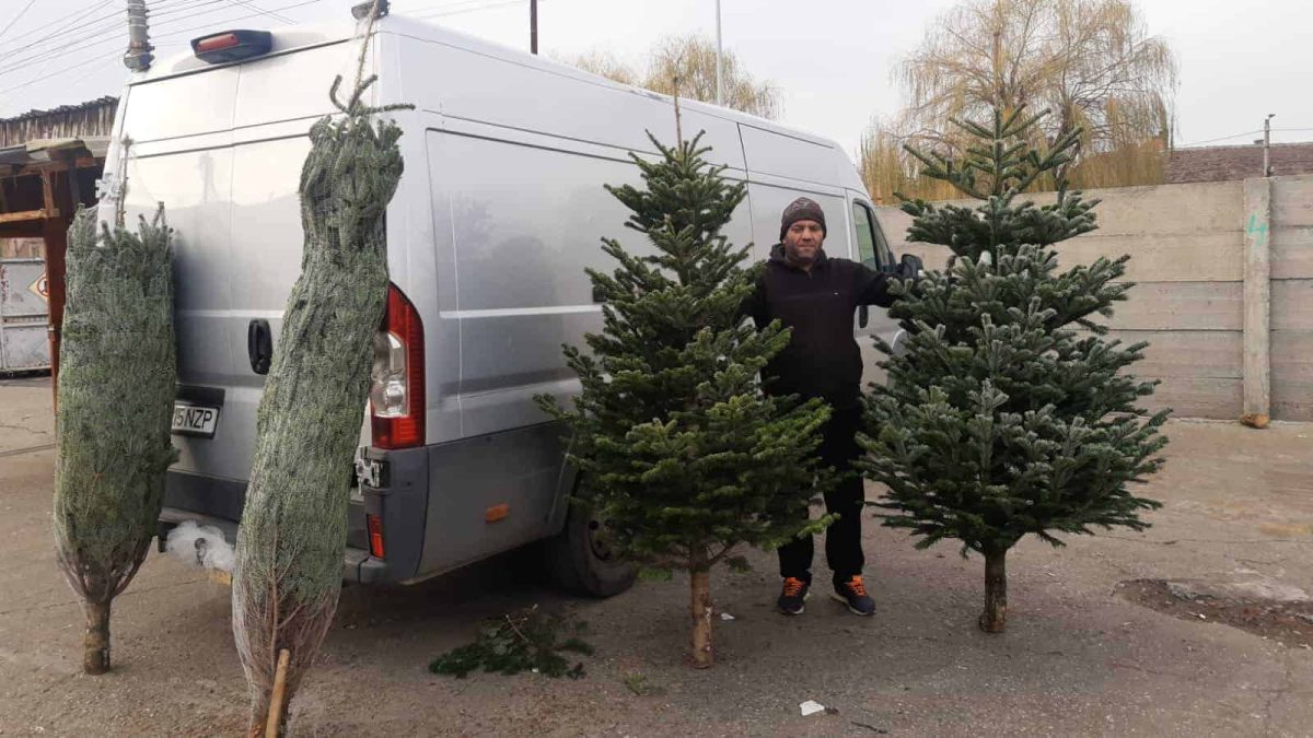 Te crucești când vezi cât costă un brad de Crăciun în piețe! Mulți români nu vor avea pom de sărbători