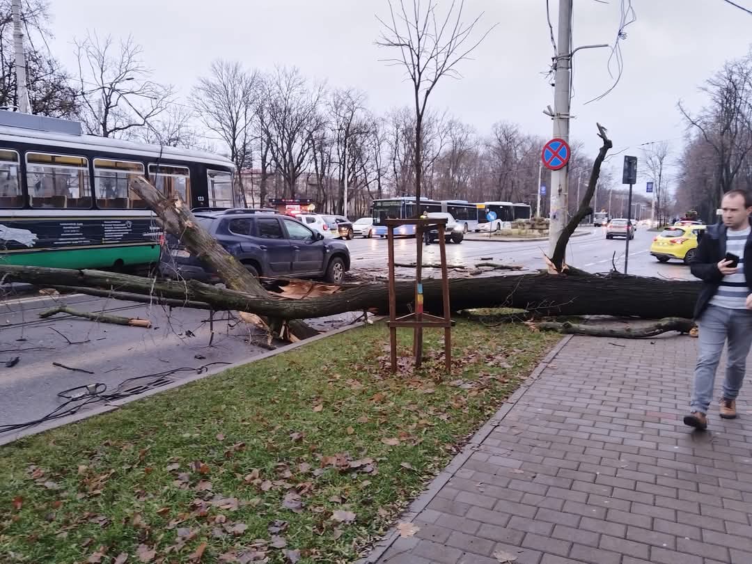 Trafic îngreunat în Copou. Un copac a căzut peste un autoturism – UPDATE