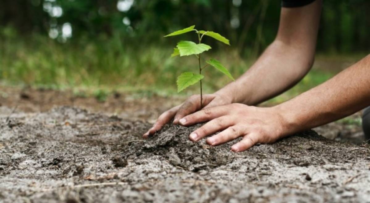 Copacul pe care este bine să îl plantezi la începutul anului 2025! Îți va aduce noroc și spor la bani