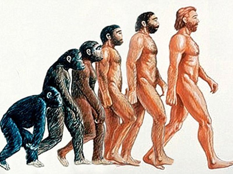 Evoluția omului, de la origini până în prezent