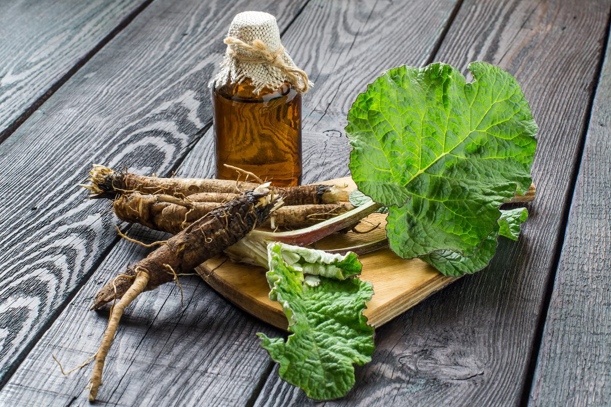 Frunza de brusture în remediile naturiste. Beneficii și utilizări în medicina naturală